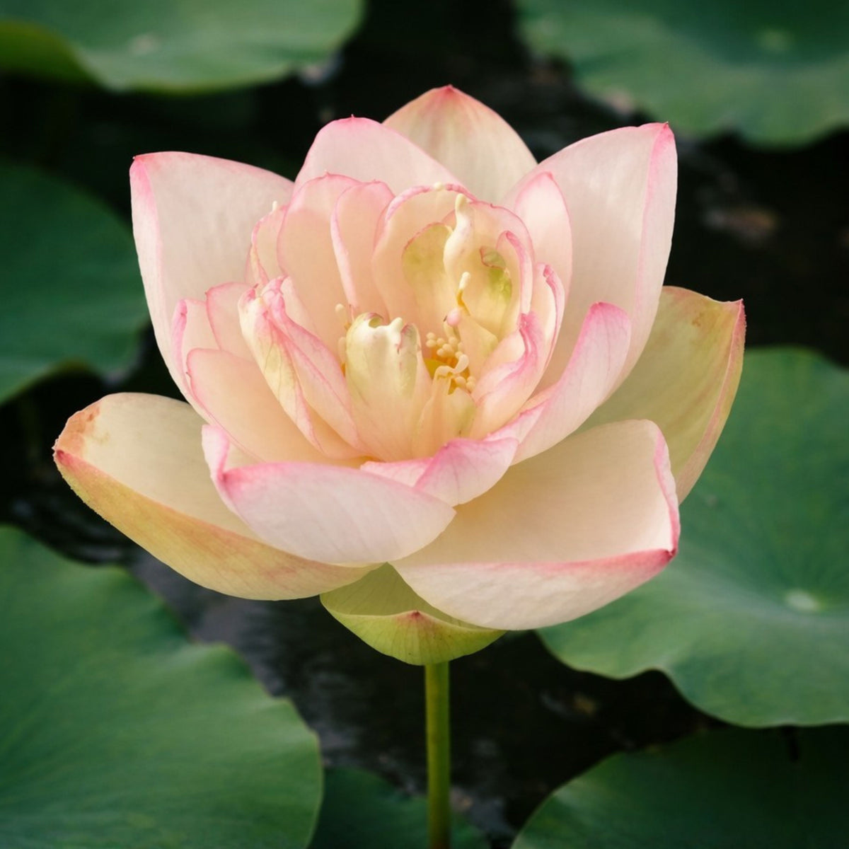 5+ Rare Seeds - Nanjing Love 16 Lotus Seeds, Edible Seeds & Roots