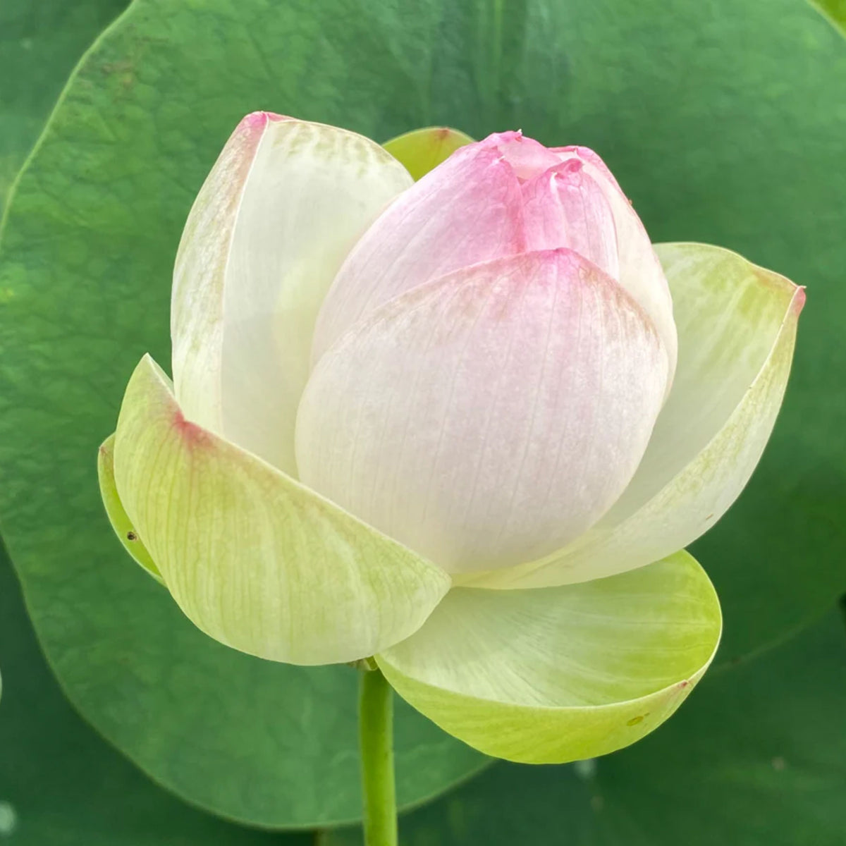 5+ Rare Seeds - Nanjing Love 16 Lotus Seeds, Edible Seeds & Roots