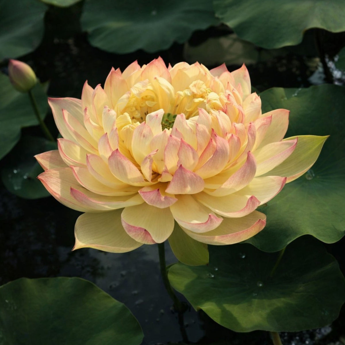 5+ Rare Seeds - Nanjing Love 16 Lotus Seeds, Edible Seeds & Roots