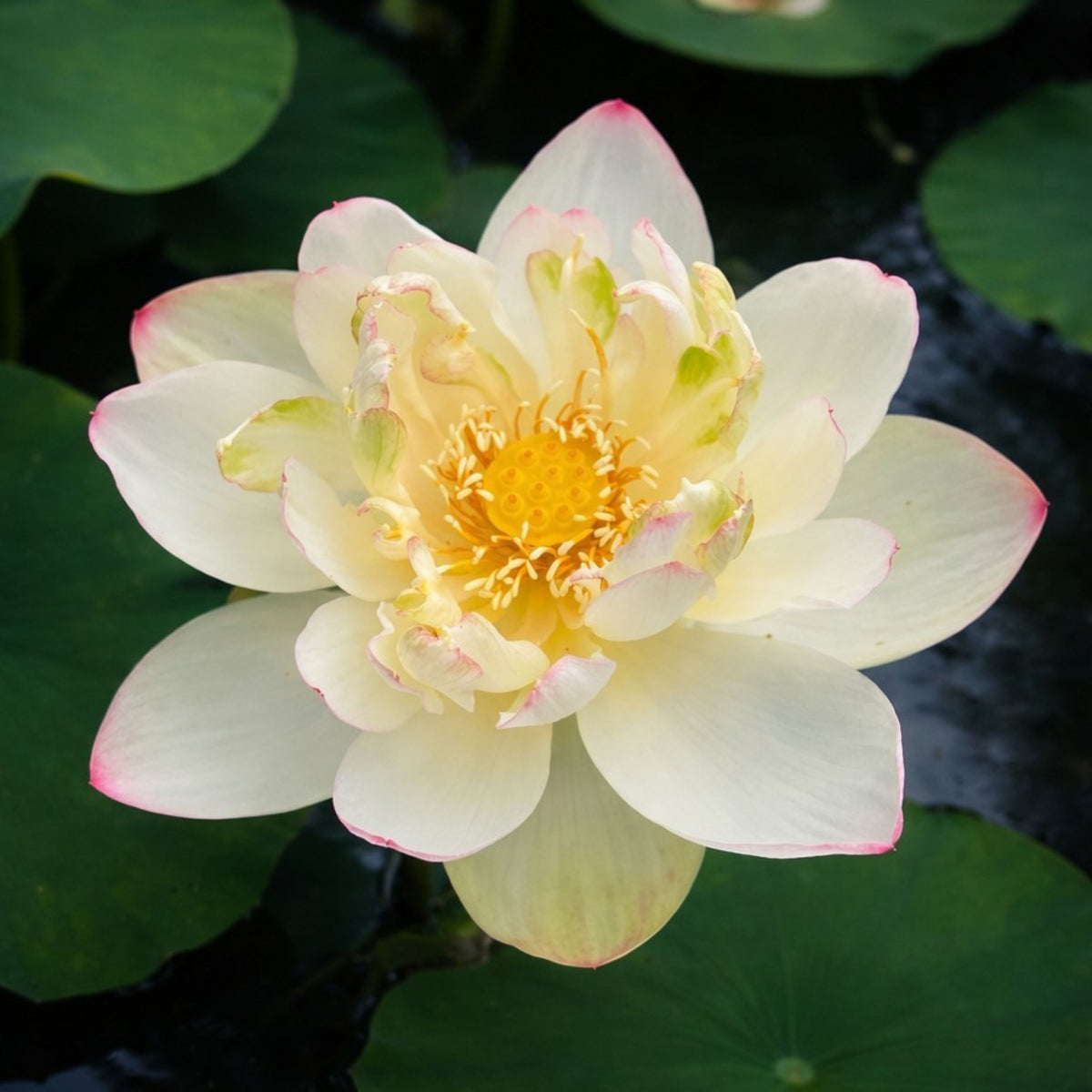 5+ Rare Seeds - Nanjing Love 16 Lotus Seeds, Edible Seeds & Roots