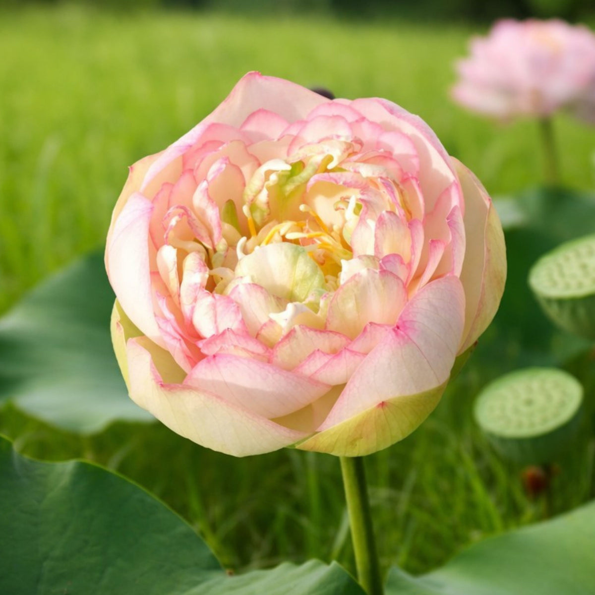 5+ Rare Seeds - Nanjing Love 16 Lotus Seeds, Edible Seeds & Roots