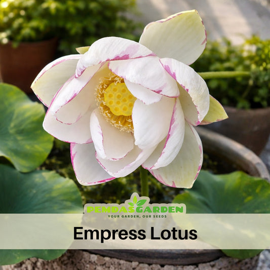 Empress Lotus Seeds - Water Plant Seeds, Bean of India, 5 seeds
