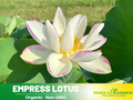 5 Rare Seeds| Empress Lotus Seeds - Indian Lotus (Nelumbo nucifera) Seeds - Water Plant Seeds- Bean of India- Egyptian Lotus - Aquatic perennial- Fragrant flowers - Ornamental Pond & Container Plant#Q039