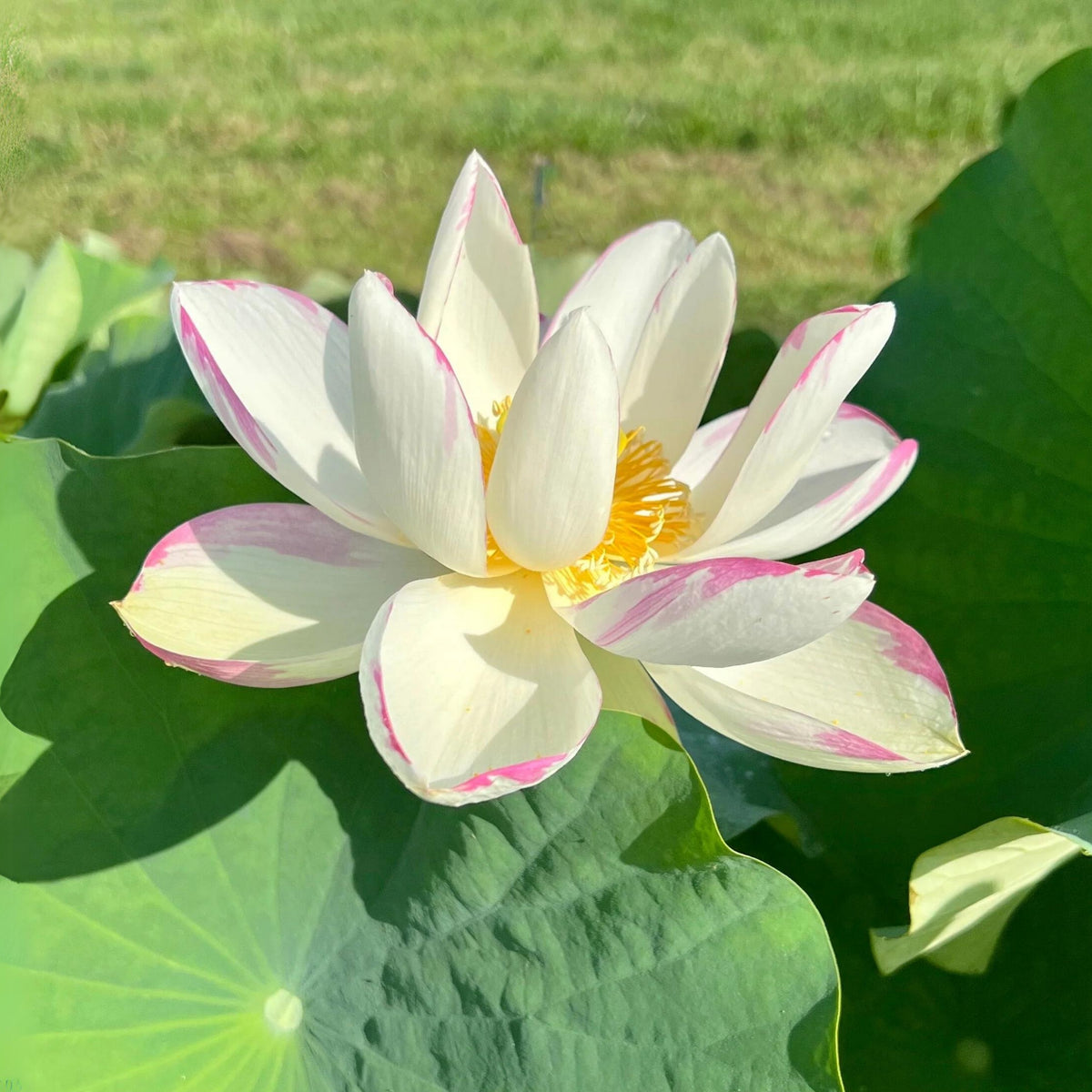 Empress Lotus Seeds - Water Plant Seeds, Bean of India, 5 seeds