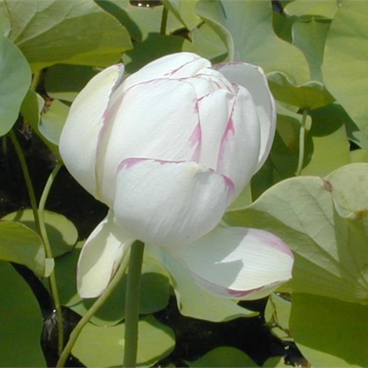Empress Lotus Seeds - Water Plant Seeds, Bean of India, 5 seeds