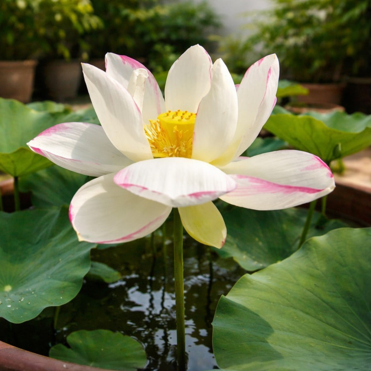 Empress Lotus Seeds - Water Plant Seeds, Bean of India, 5 seeds