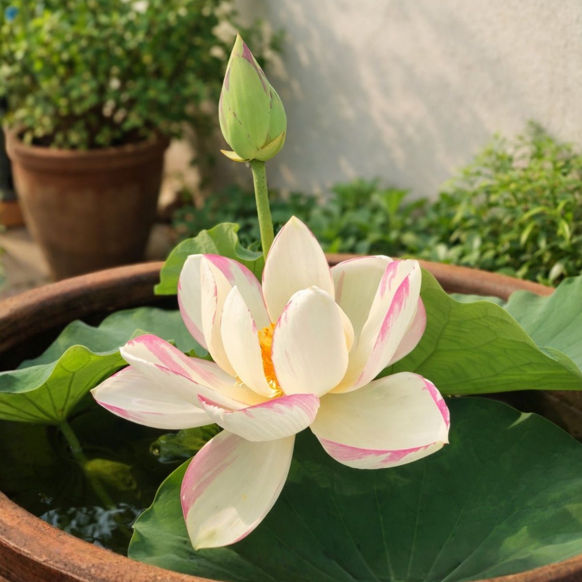Empress Lotus Seeds - Water Plant Seeds, Bean of India, 5 seeds