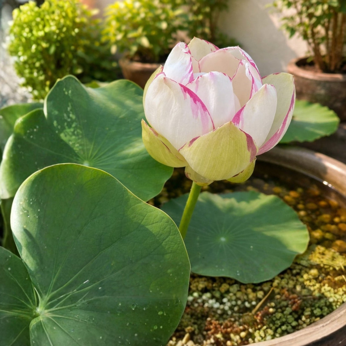 Empress Lotus Seeds - Water Plant Seeds, Bean of India, 5 seeds