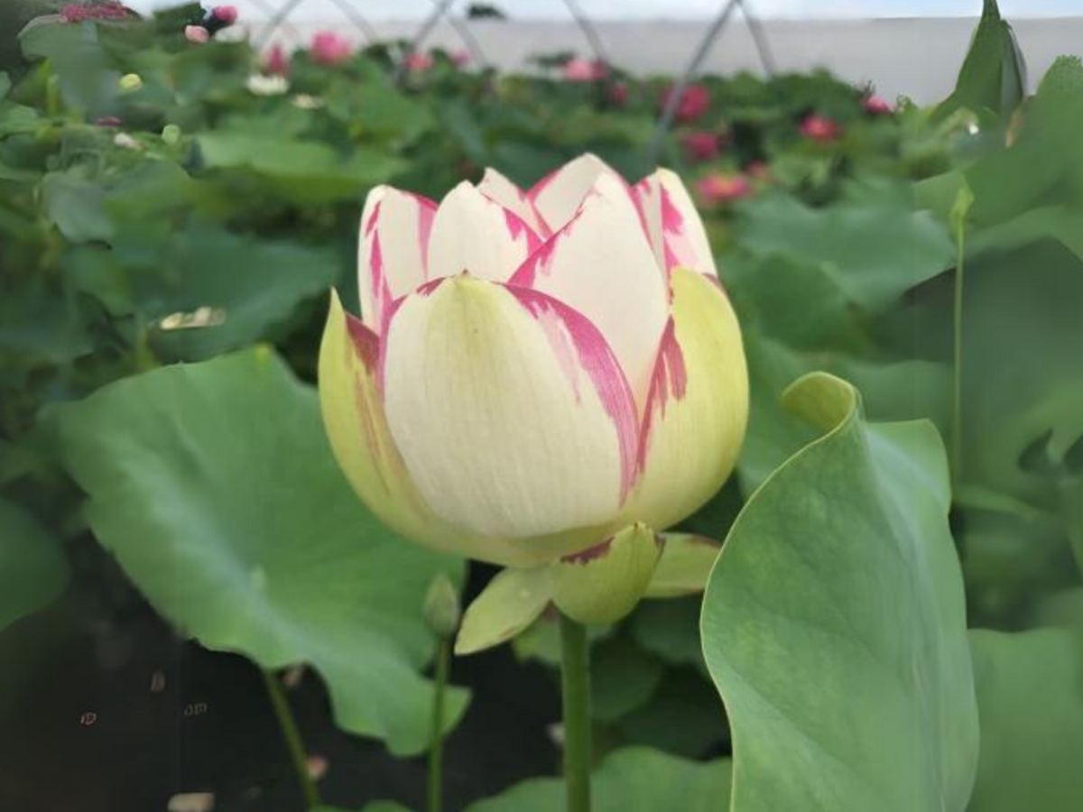 5Rare Seeds| Empress Lotus Seeds - Indian Lotus (Nelumbo nucifera) Seeds #Q039