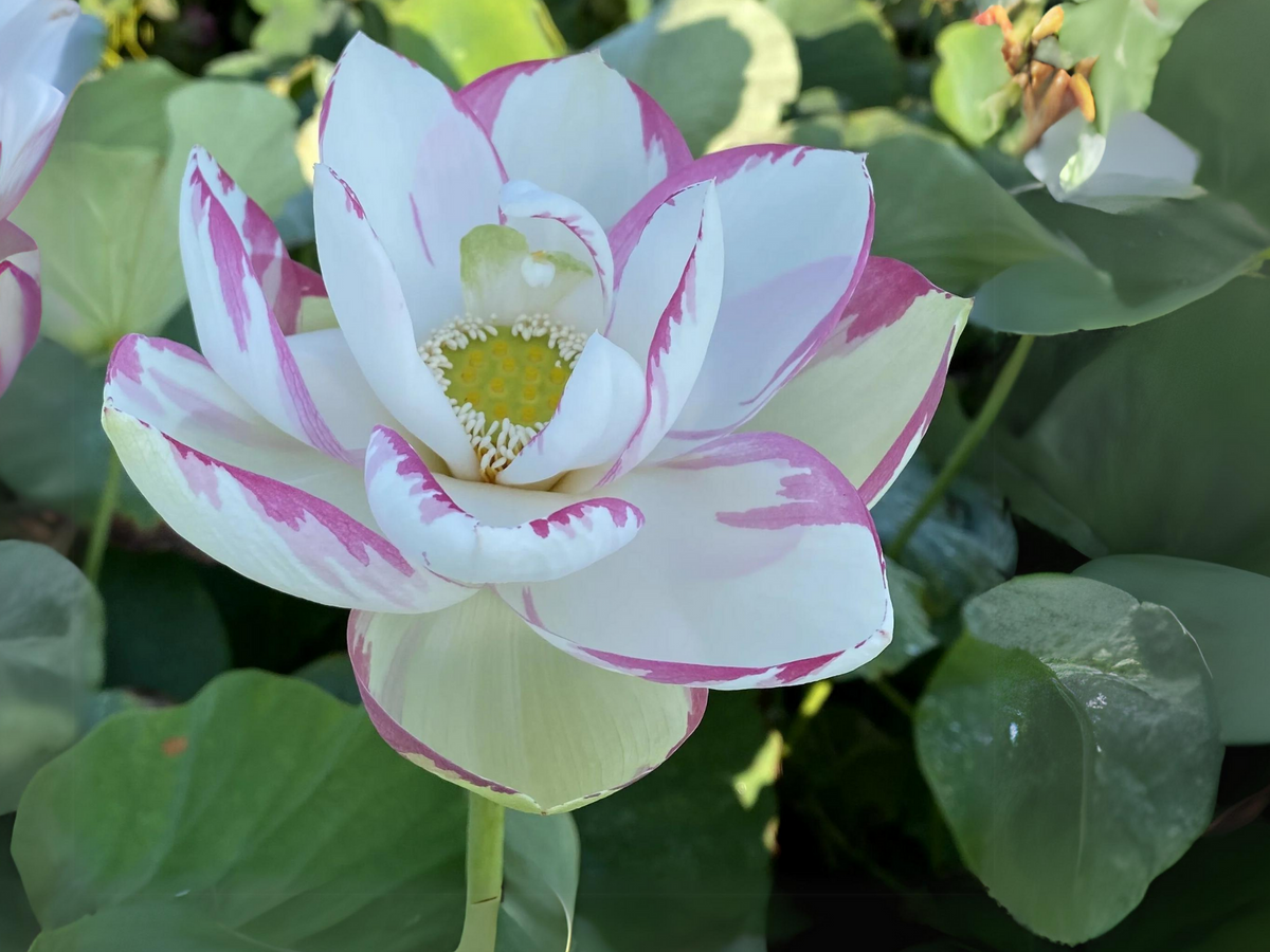 5Rare Seeds| Empress Lotus Seeds - Indian Lotus (Nelumbo nucifera) Seeds #Q039