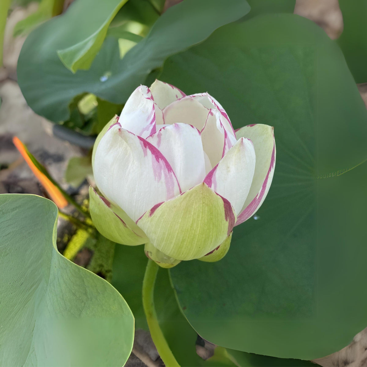 Empress Lotus Seeds - Water Plant Seeds, Bean of India, 5 seeds