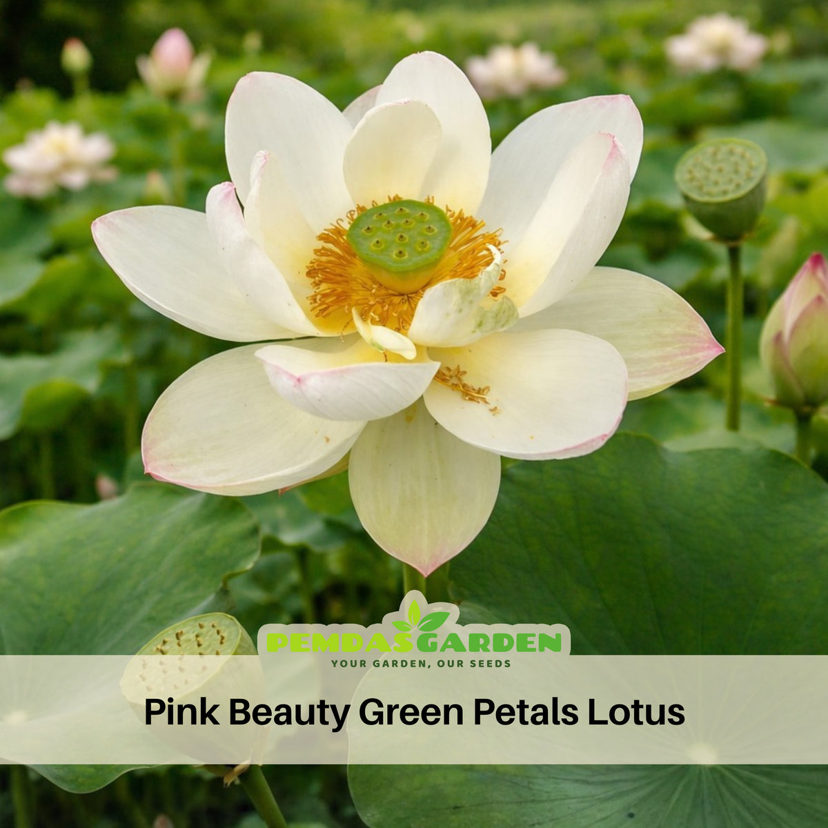 5+ Rare Seeds - Edible Seeds & Roots, Egyptian Lotus