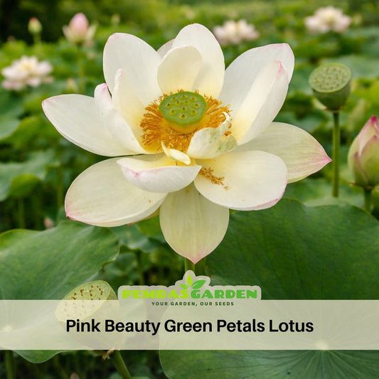 5+ Rare Seeds - Edible Seeds & Roots, Egyptian Lotus