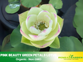 5+ Rare Seeds| Pink Beauty Green Petals Lotus Seeds - Indian Lotus (Nelumbo nucifera) Seeds- Aquatic Perennial Water Plant with Fragrant Flowers, Edible Seeds & Roots, Egyptian Lotus, Bean of India, Ornamental Pond & Container Plant #Q040