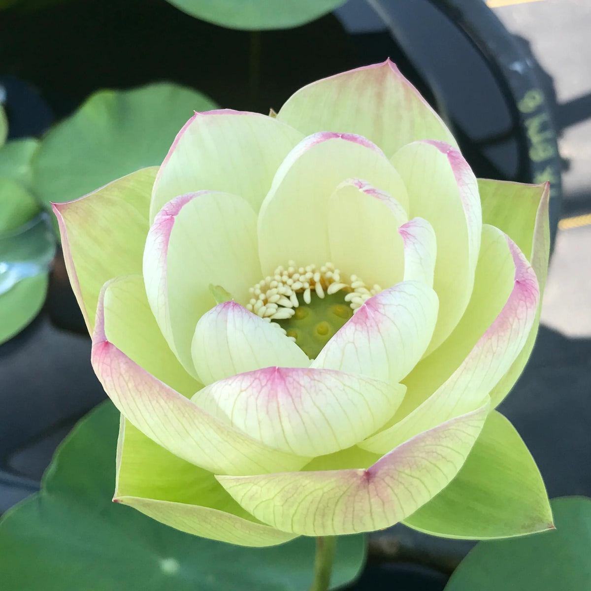 5+ Rare Seeds - Edible Seeds & Roots, Egyptian Lotus