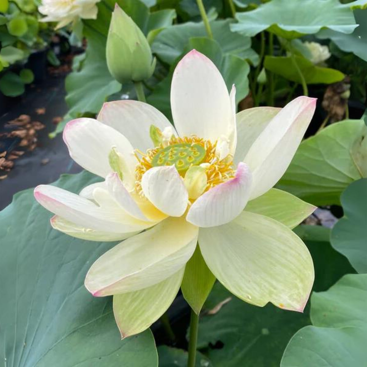 5+ Rare Seeds - Edible Seeds & Roots, Egyptian Lotus