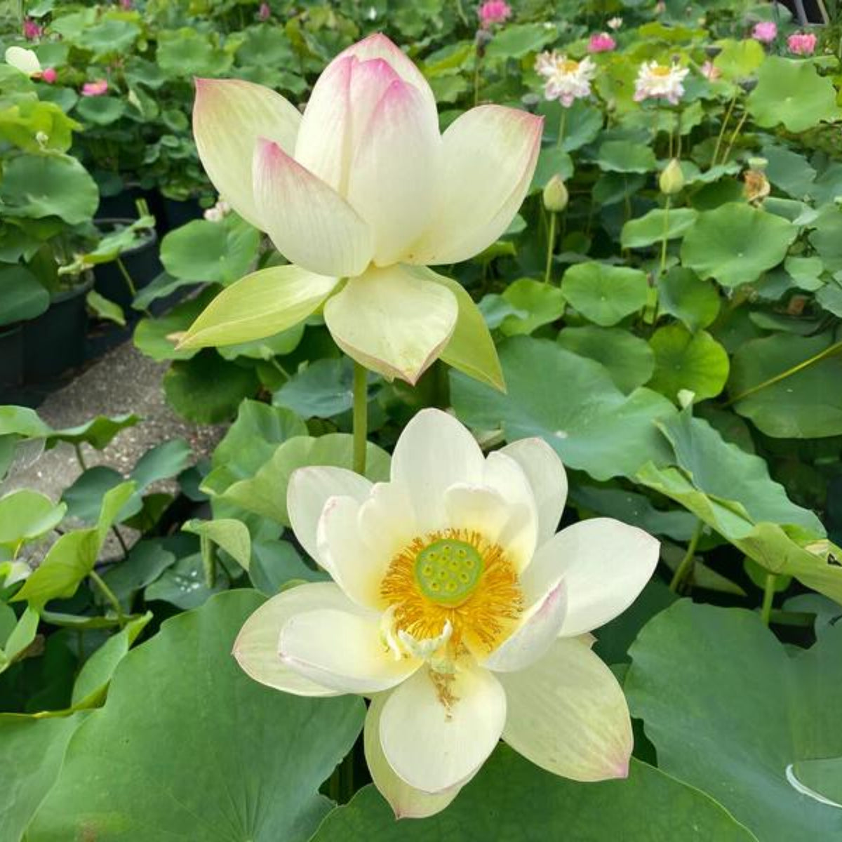 5+ Rare Seeds - Edible Seeds & Roots, Egyptian Lotus