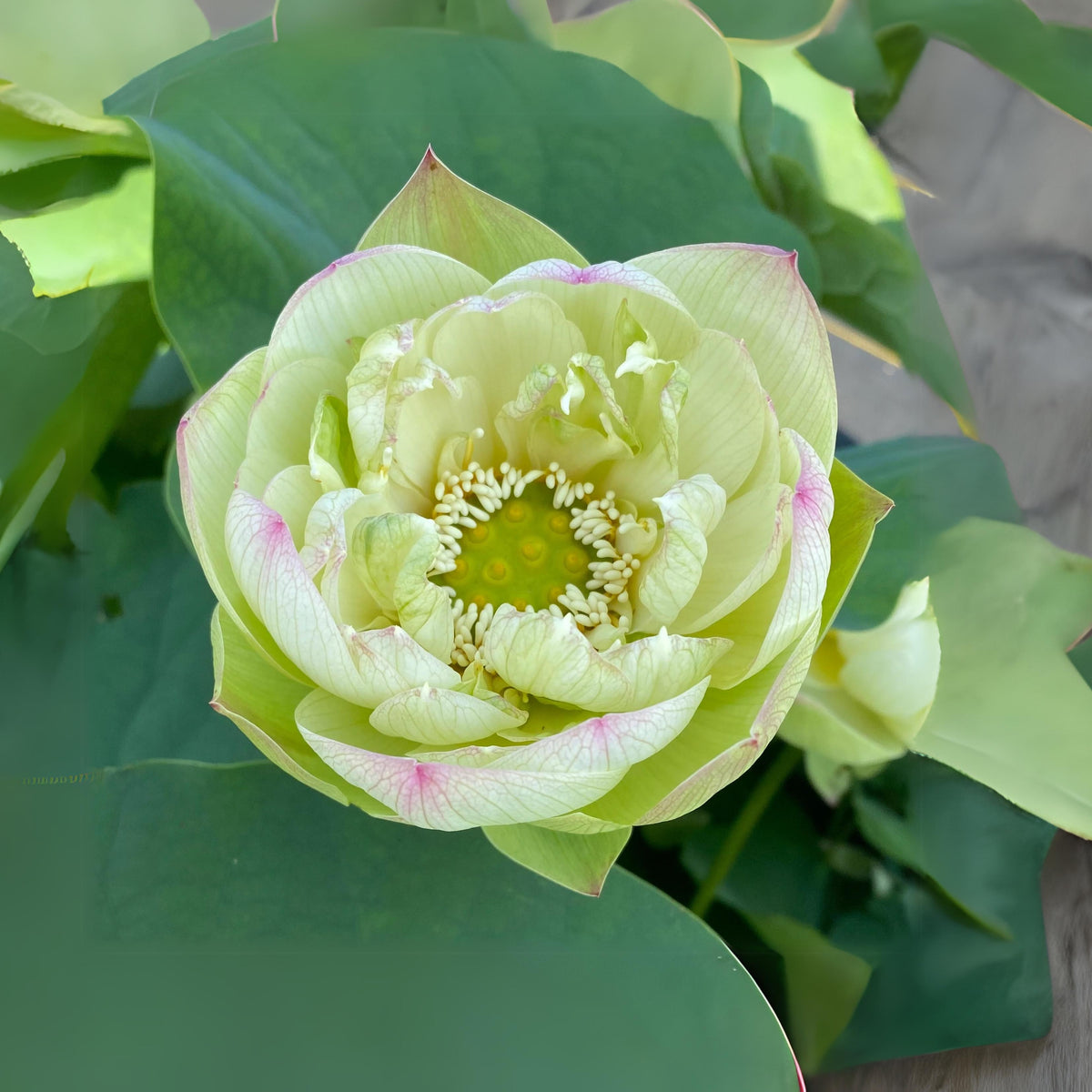 5+ Rare Seeds - Edible Seeds & Roots, Egyptian Lotus