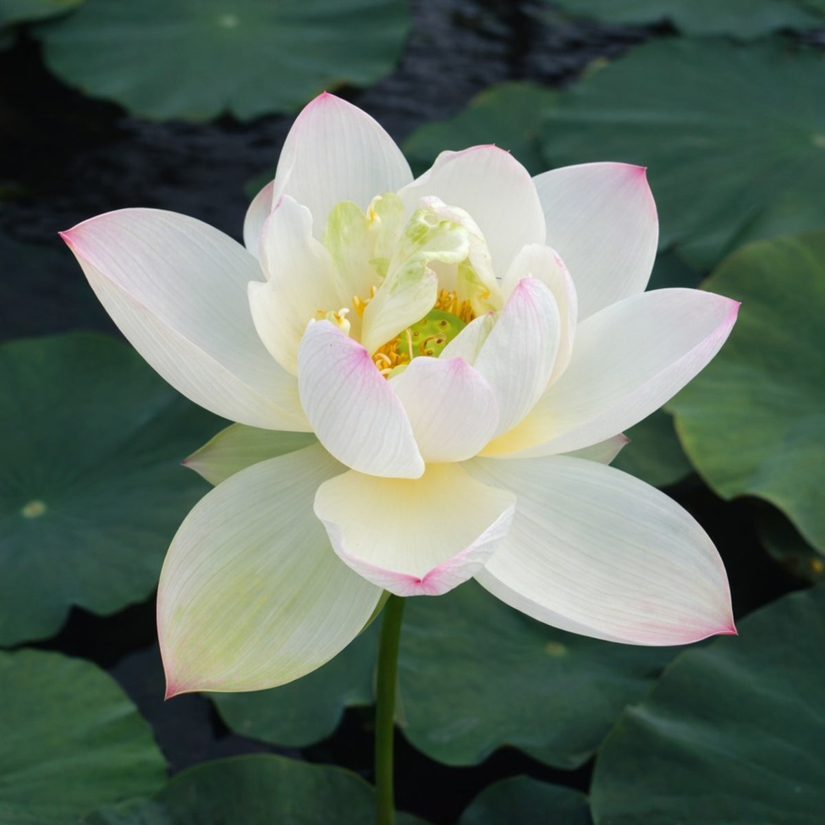 5+ Rare Seeds - Edible Seeds & Roots, Egyptian Lotus