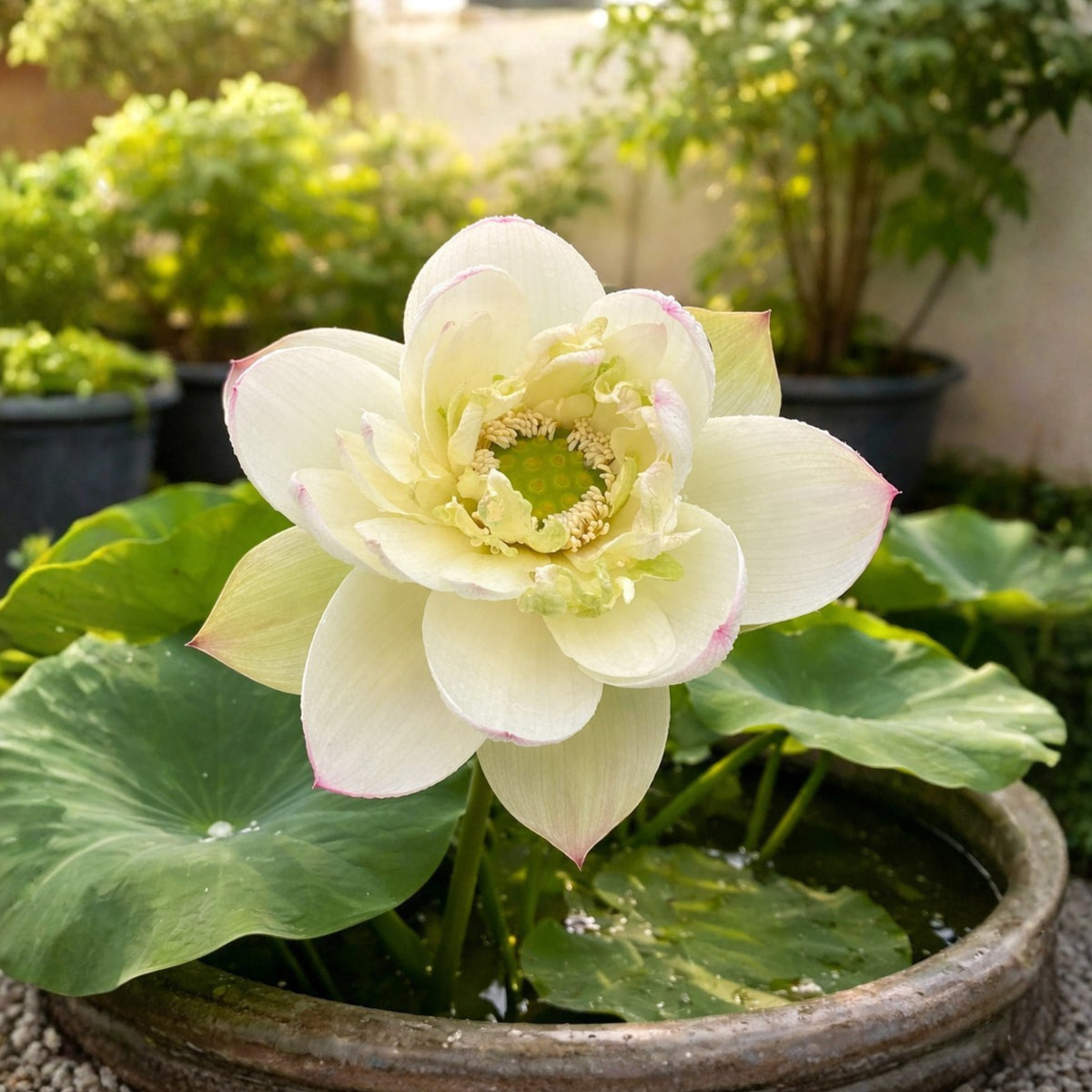 5+ Rare Seeds - Edible Seeds & Roots, Egyptian Lotus
