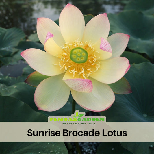 5+ Rare Seeds - Sunrise Brocade Lotus Seeds, Water Plant Seeds