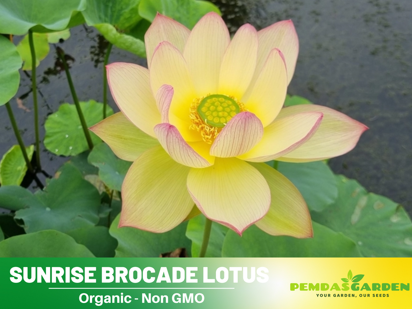 kamal flower seeds 5+ Rare Seeds| Sunrise Brocade Lotus Seeds
