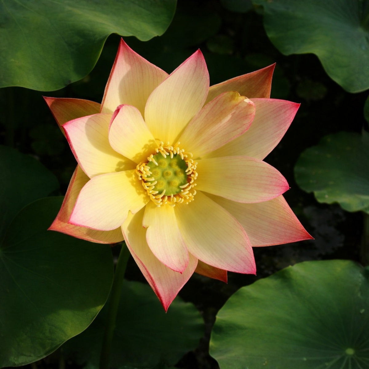 5+ Rare Seeds - Sunrise Brocade Lotus Seeds, Water Plant Seeds