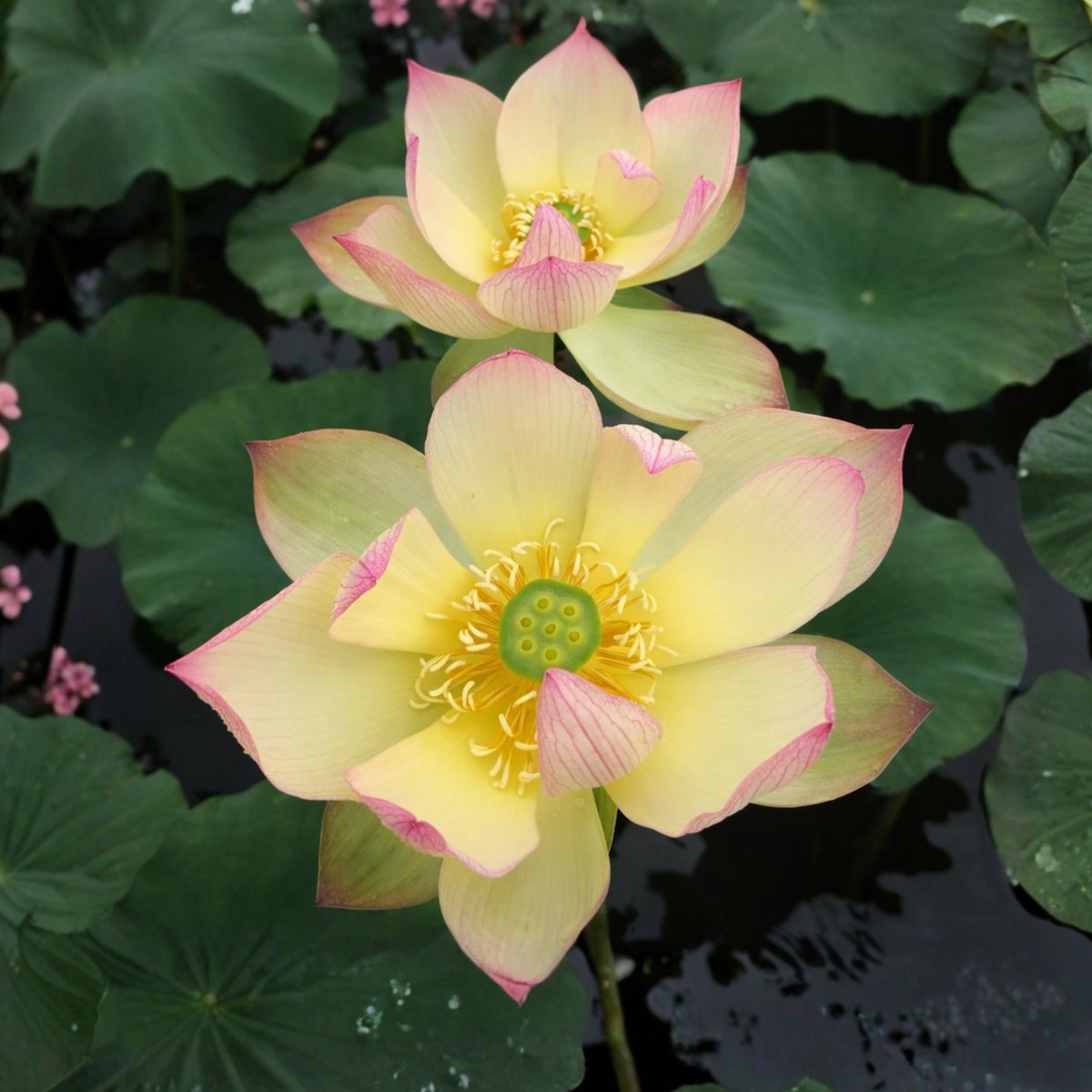 5+ Rare Seeds - Sunrise Brocade Lotus Seeds, Water Plant Seeds
