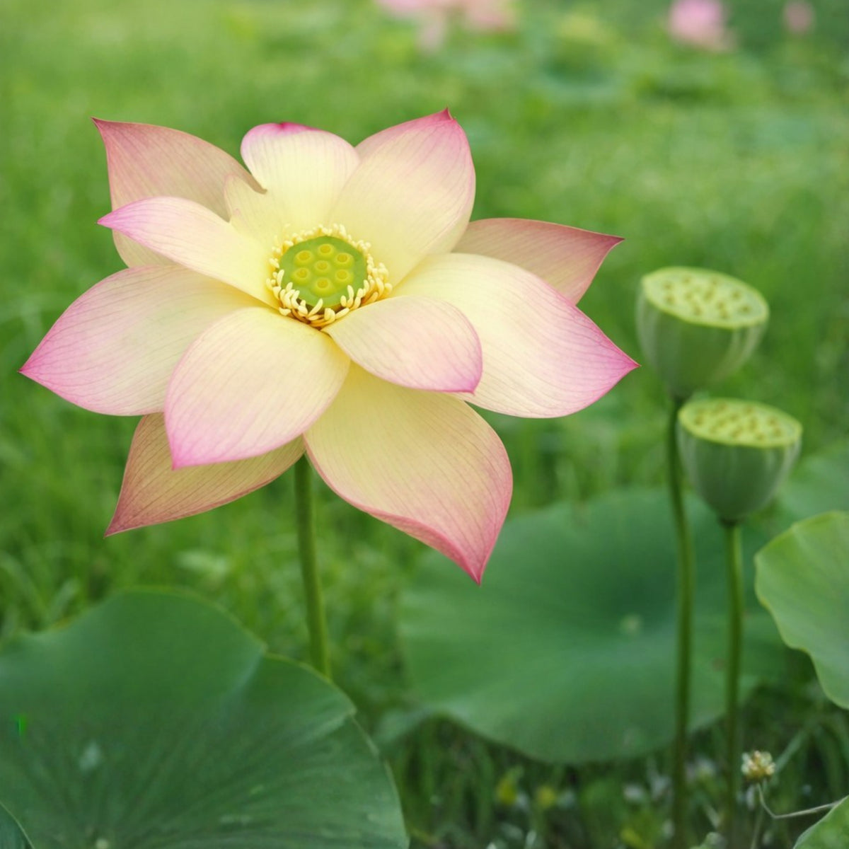 5+ Rare Seeds - Sunrise Brocade Lotus Seeds, Water Plant Seeds
