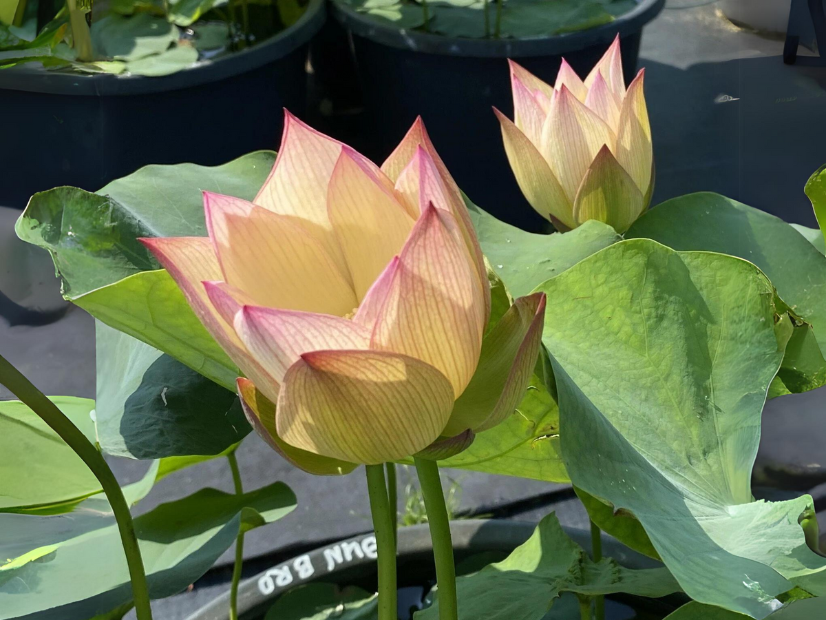 5+ Rare Seeds| Sunrise Brocade Lotus Seeds - Indian Lotus (Nelumbo nucifera) Seeds #Q041