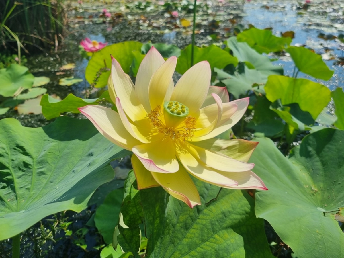 5+ Rare Seeds| Sunrise Brocade Lotus Seeds - Indian Lotus (Nelumbo nucifera) Seeds #Q041