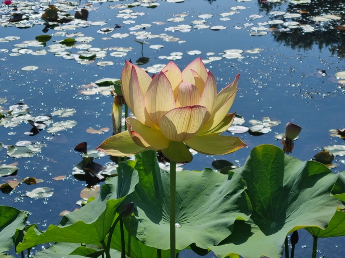 5+ Rare Seeds| Sunrise Brocade Lotus Seeds - Indian Lotus (Nelumbo nucifera) Seeds #Q041