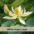 5+ Rare Seeds| Hope LotusDwarf Size Lotus Seeds - Indian Lotus (Nelumbo nucifera) Seeds- Aquatic Perennial Water Plant with Fragrant Flowers, Edible Seeds & Roots, Egyptian Lotus, Bean of India, Ornamental Pond & Container Plant #Q042