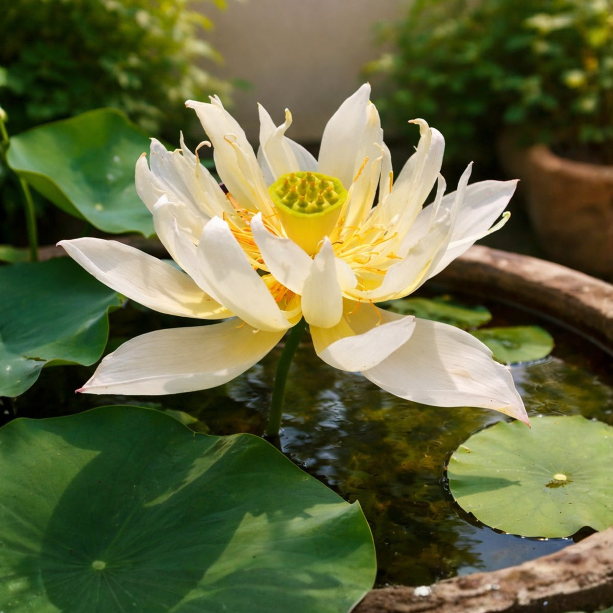 5+ Rare Seeds - Edible Seeds & Roots, Egyptian Lotus