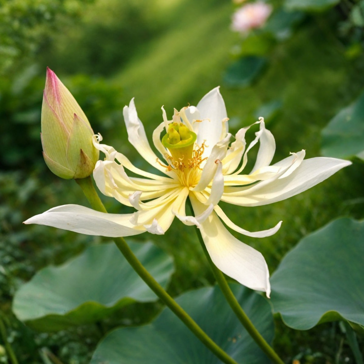 5+ Rare Seeds - Edible Seeds & Roots, Egyptian Lotus