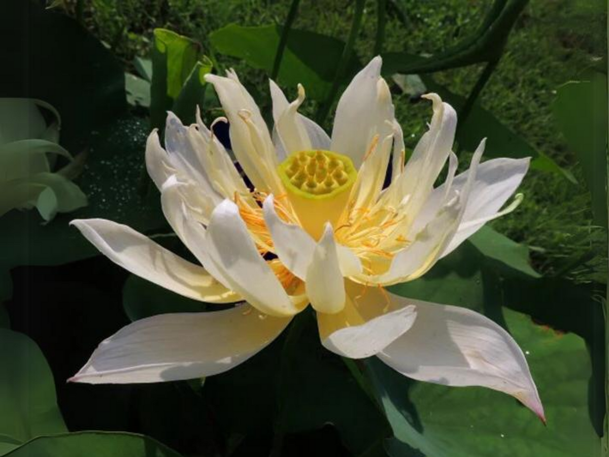 5+ Rare Seeds| Hope LotusDwarf Size Lotus Seeds - Indian Lotus (Nelumbo nucifera) Seeds #Q042