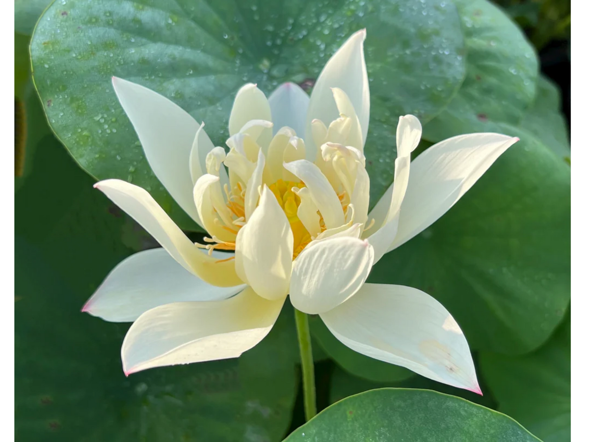 5+ Rare Seeds| Hope LotusDwarf Size Lotus Seeds - Indian Lotus (Nelumbo nucifera) Seeds #Q042
