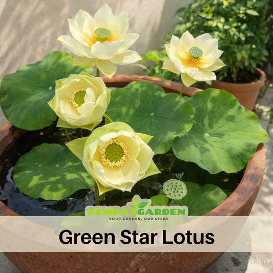 5+ Rare Seeds - Green Star Lotus Seeds, Aquatic Perennial Water Plant
