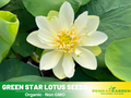 5+ Rare Seeds| Green Star Lotus Seeds – Sacred Indian Lotus (Nelumbo nucifera), Aquatic Perennial Water Plant, Fragrant Blooms, Edible Roots & Seeds, Egyptian Lotus, Ornamental Pond & Container Gardening#Q043