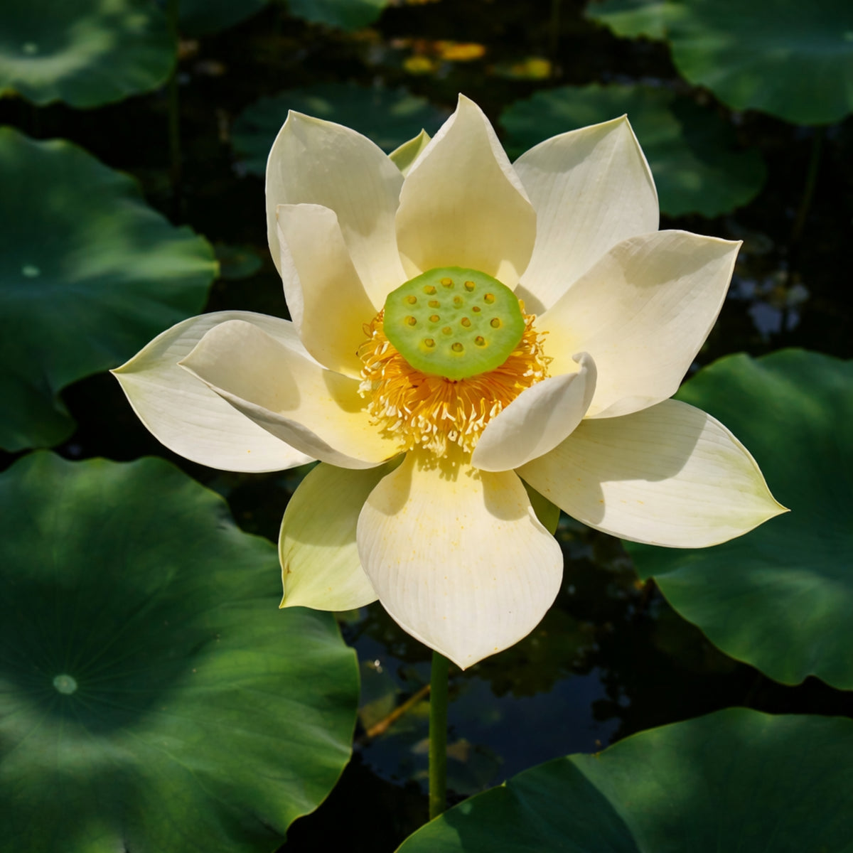 5+ Rare Seeds - Green Star Lotus Seeds, Aquatic Perennial Water Plant