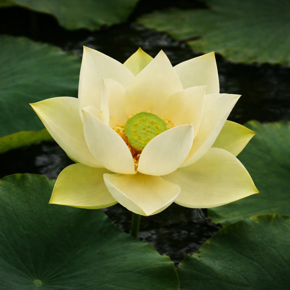 5+ Rare Seeds - Green Star Lotus Seeds, Aquatic Perennial Water Plant
