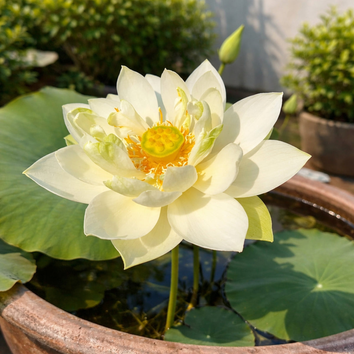 5+ Rare Seeds - Green Star Lotus Seeds, Aquatic Perennial Water Plant