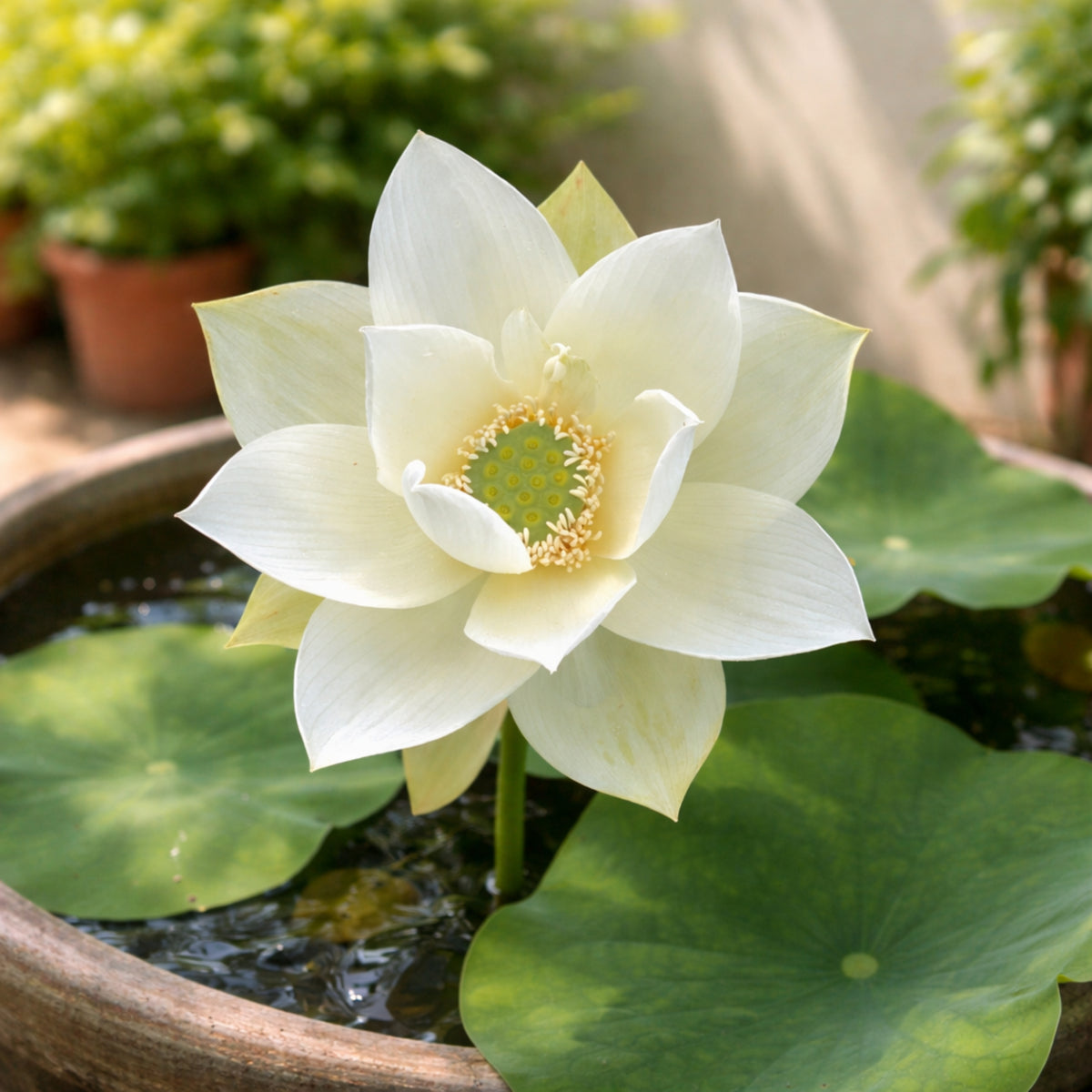 5+ Rare Seeds - Green Star Lotus Seeds, Aquatic Perennial Water Plant