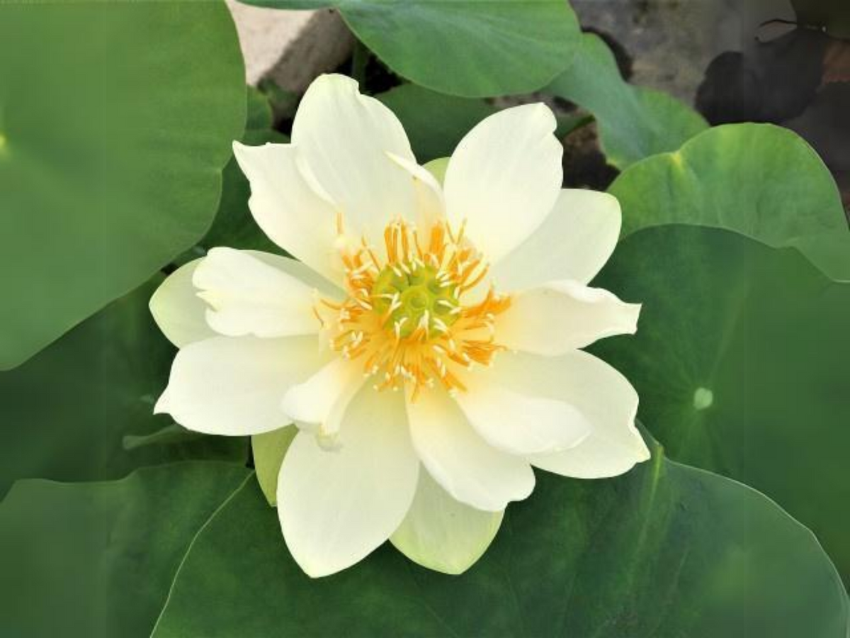 5+ Rare Seeds| Green Star Lotus Seeds - Indian Lotus (Nelumbo nucifera) Seeds #Q043