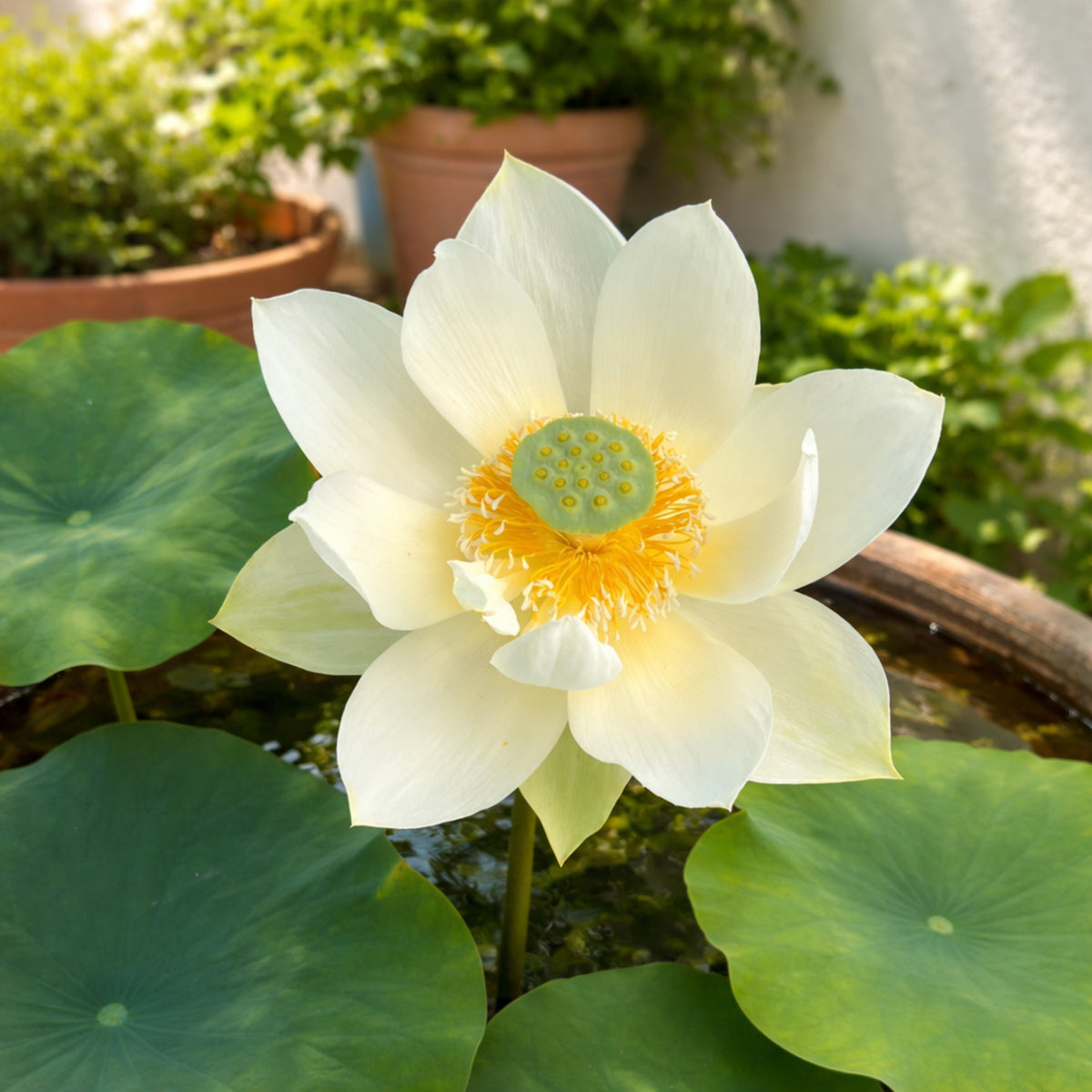 5+ Rare Seeds - Green Star Lotus Seeds, Aquatic Perennial Water Plant
