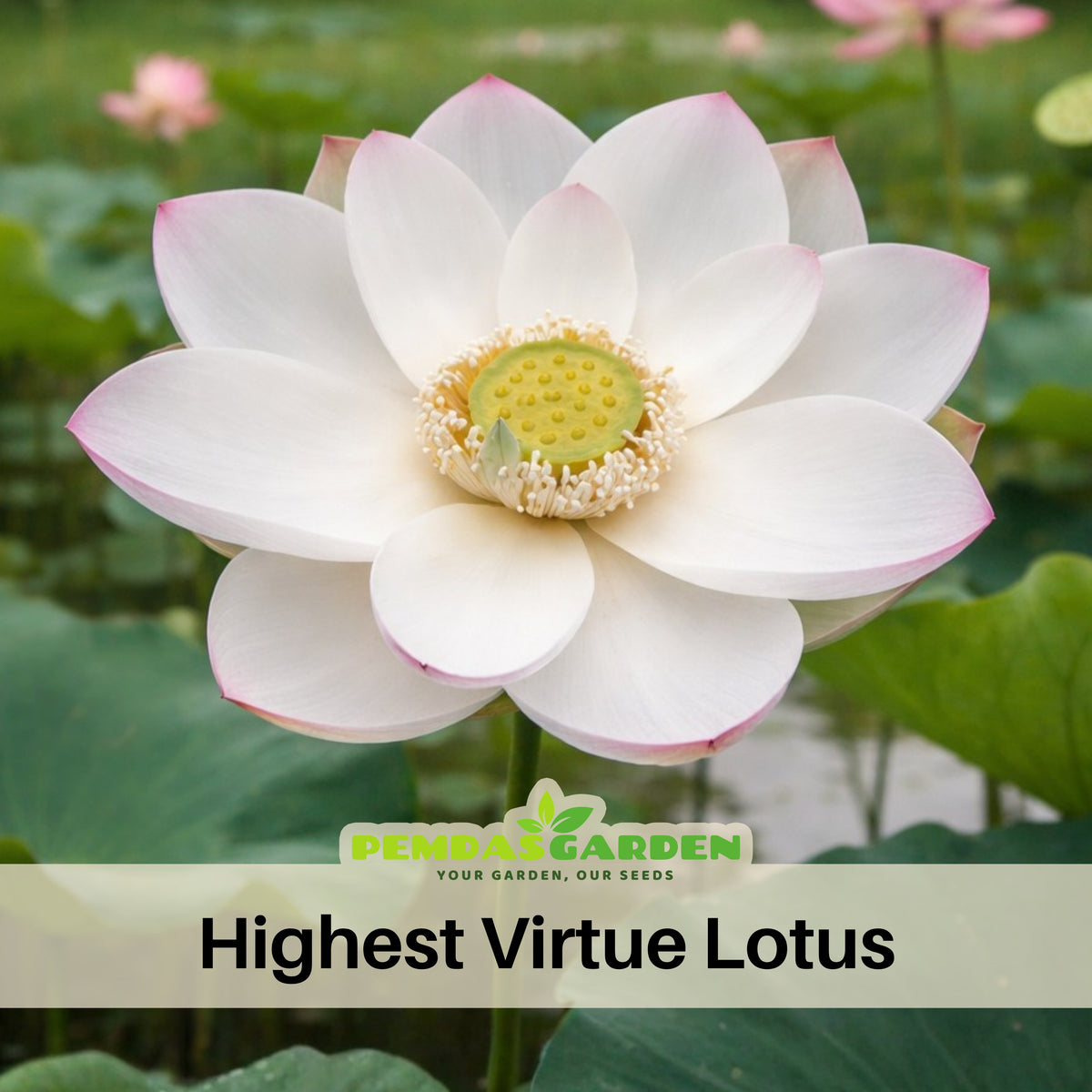5+ Rare Seeds - Highest Virtue Lotus Seeds