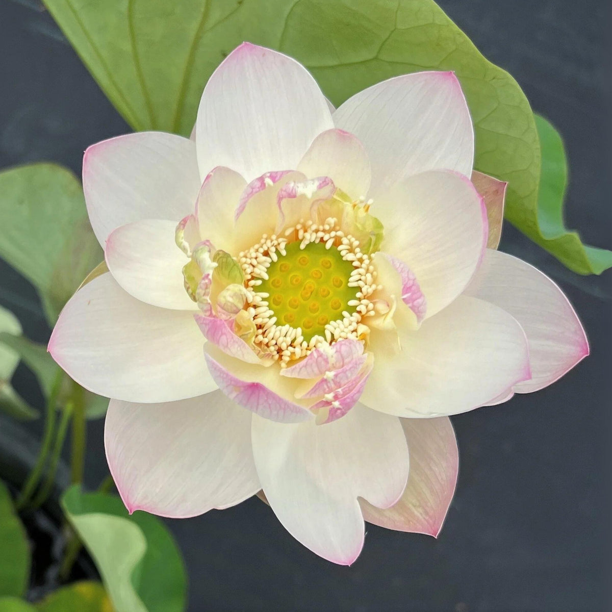 5+ Rare Seeds - Highest Virtue Lotus Seeds