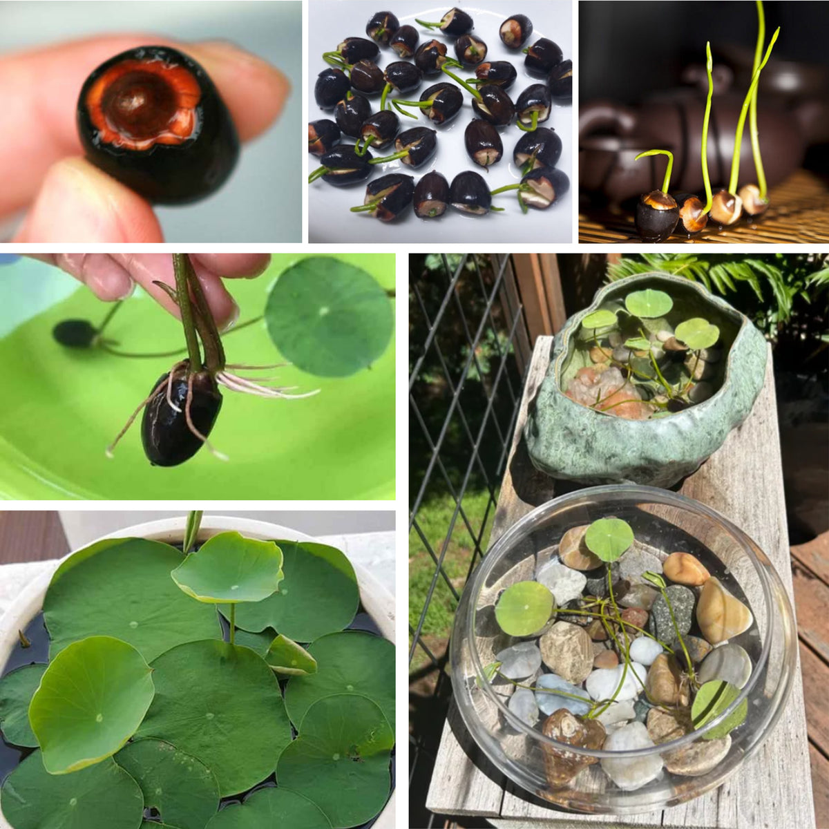 5+ Rare Seeds - Highest Virtue Lotus Seeds