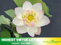 5+ Rare Seeds| Highest Virtue Lotus Seeds – Sacred Indian Lotus (Nelumbo nucifera), Aquatic Perennial Water Plant, Fragrant Blooms, Edible Roots & Seeds, Egyptian Lotus, Ornamental Pond & Container Gardening#Q045