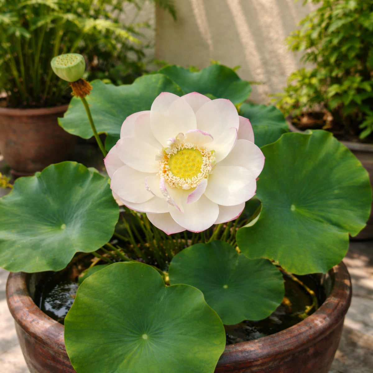 5+ Rare Seeds - Highest Virtue Lotus Seeds